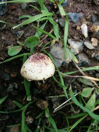 Agaricus semotus image