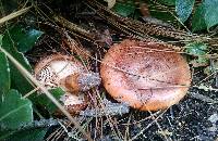 Tricholoma fracticum image