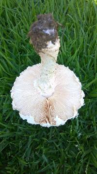 Amanita foetidissima image