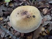 Cortinarius elatior image