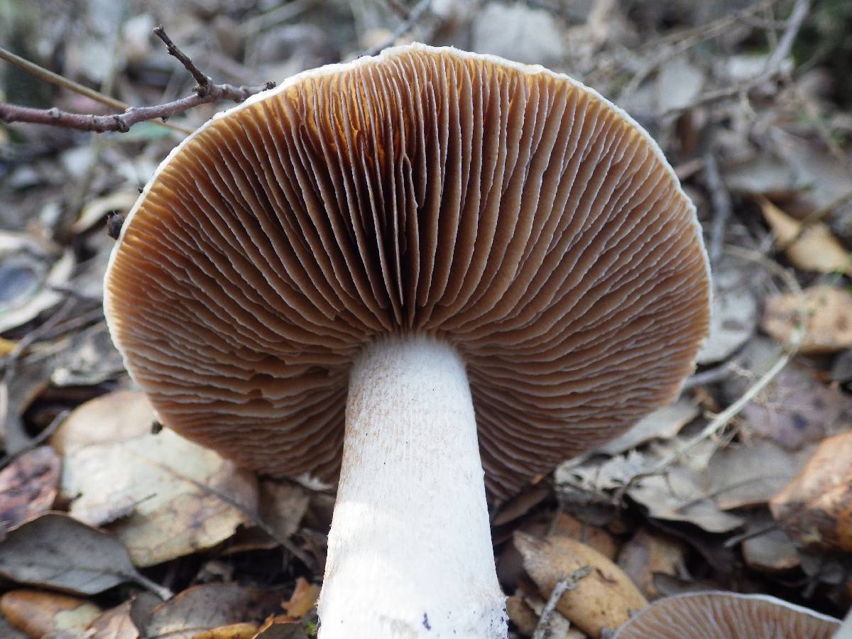 Cortinarius elatior image