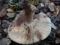 Tricholoma pessundatum image