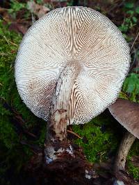 Pluteus exilis image