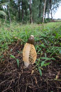 Phallus multicolor image