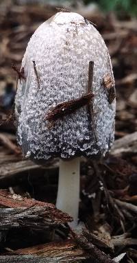 Coprinellus flocculosus image