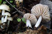 Marasmius albogriseus image