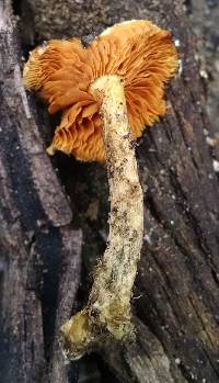 Gymnopilus thiersii image