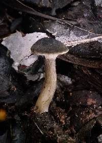 Clitocybe trulliformis image