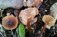 Gymnopus fuscopurpureus image