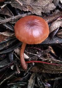 Gymnopus fuscopurpureus image