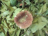 Russula vinosobrunnea image