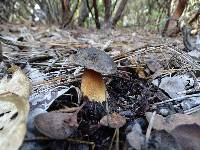 Suillus fuscotomentosus image