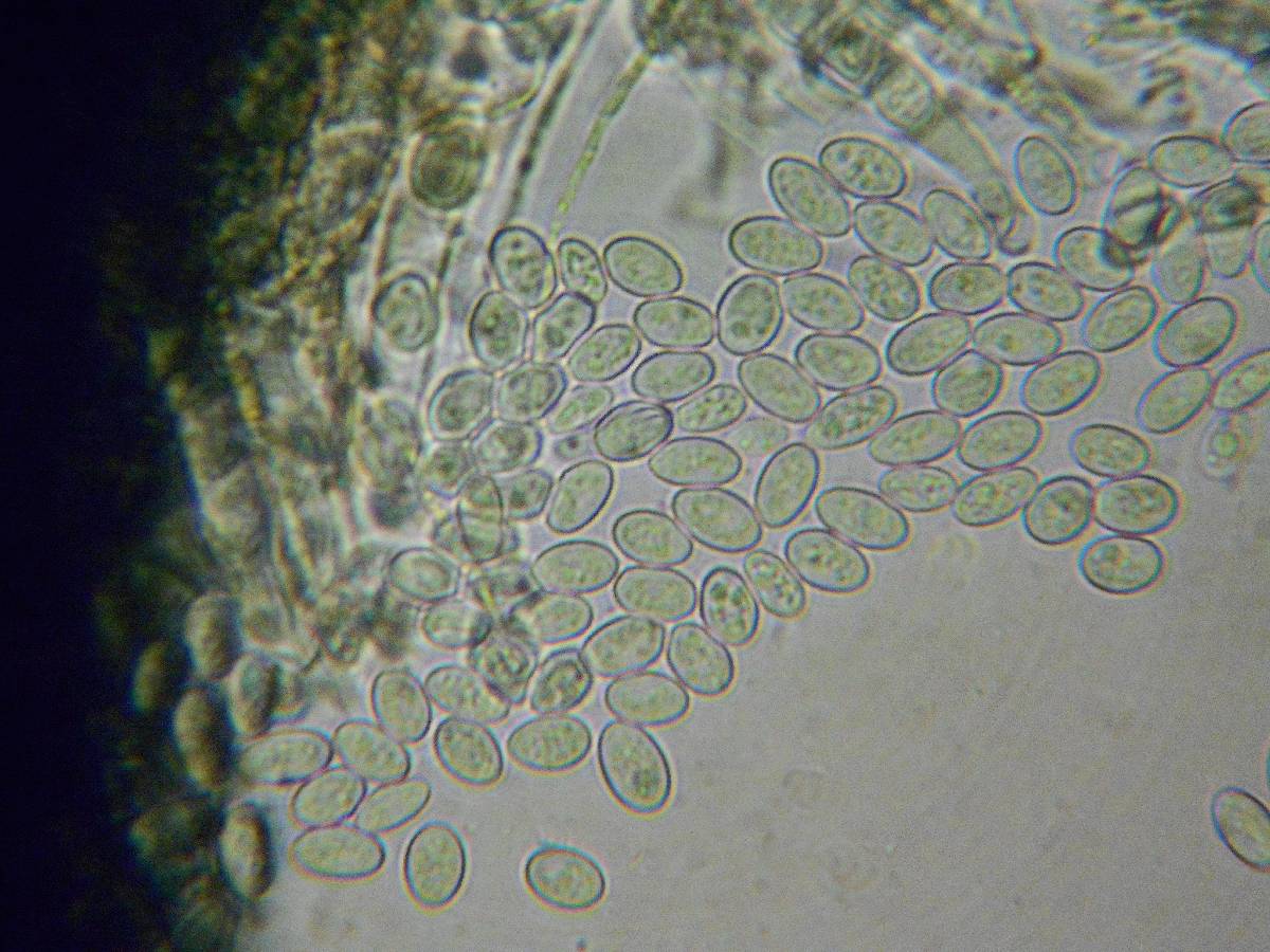 Lachnellula gallica image
