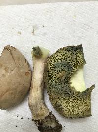 Boletus pallidus image