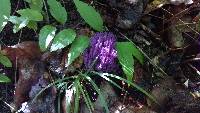 Clavaria zollingeri image