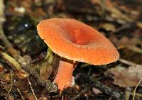 Lactifluus hygrophoroides image