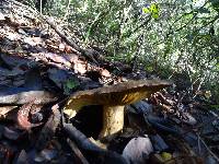 Lactarius argillaceifolius var. megacarpus image