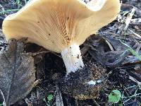 Clitocybe brunneocephala image