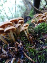 Psathyrella piluliformis image