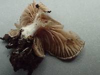 Entoloma byssisedum image