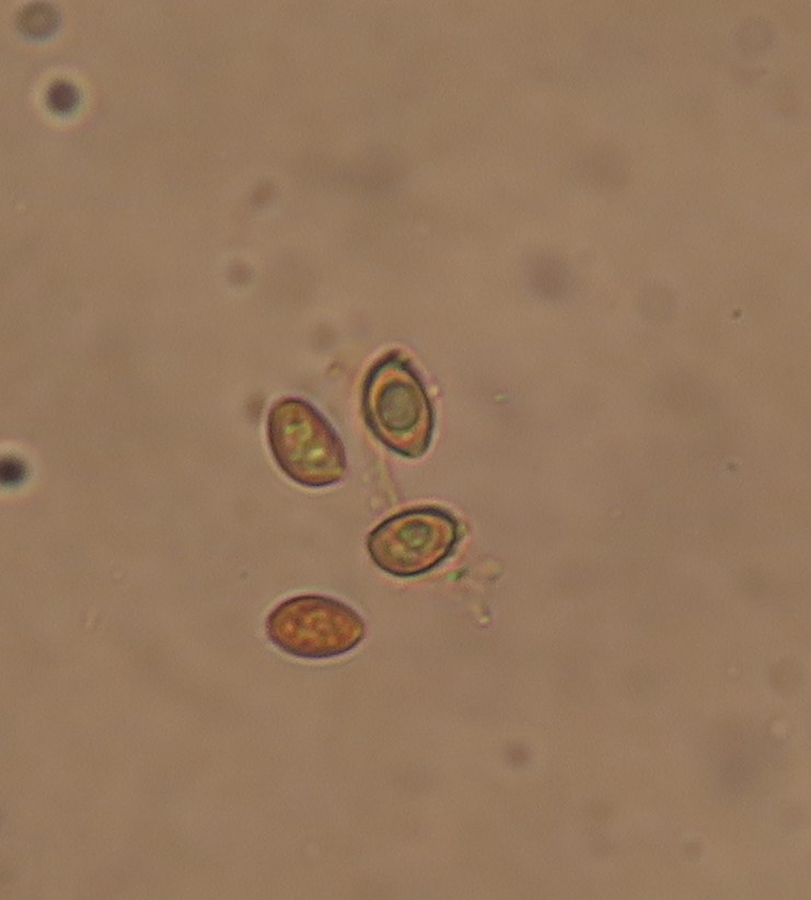 Conocybe utriformis image