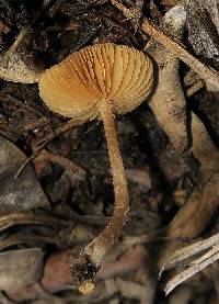 Conocybe utriformis image