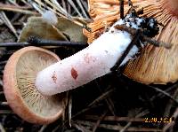 Lactarius helvus image