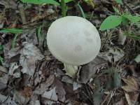 Boletus pallidus image