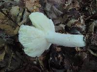 Russula ornaticeps image