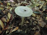 Amanita sect. Vaginatae image