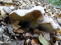 Lactarius argillaceifolius image