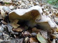 Lactarius argillaceifolius var. megacarpus image