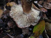 Tricholoma dryophilum image