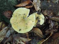 Russula ochraleucoides image