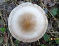 Amanita sect. Vaginatae image