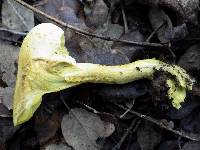 Tricholoma sulphureum image