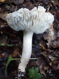 Tricholoma scalpturatum image