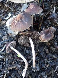 Psathyrella bipellis image