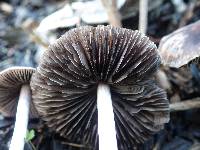 Psathyrella bipellis image