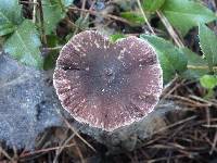 Psathyrella bipellis image