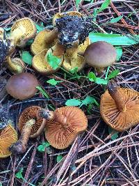 Cortinarius croceus image