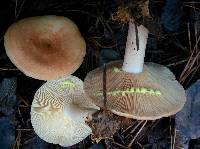 Lactarius chrysorrheus image