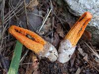 Clathrus columnatus image