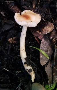 Rhodocollybia butyracea image