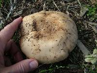 Clitocybe brunneocephala image