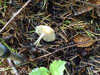 Clitocybe fragrans image