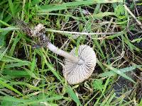 Marasmius albogriseus image