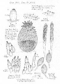 Schizothecium tetrasporum image