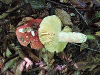 Russula vinosobrunnea image