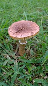 Amanita pleropus image